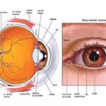 13 Bagian Mata dan Fungsinya Secara Lengkap