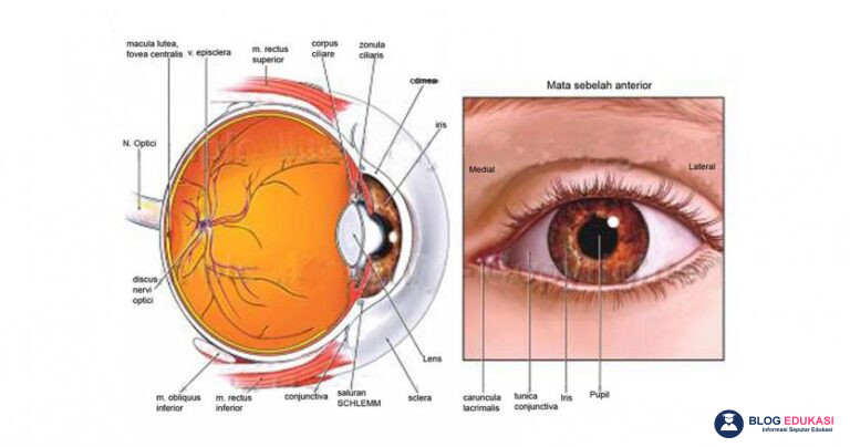 13 Bagian Mata dan Fungsinya Secara Lengkap