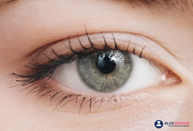 Bagian Mata yang Mengatur Jumlah Cahaya Masuk