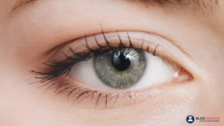 Bagian Mata yang Mengatur Jumlah Cahaya Masuk