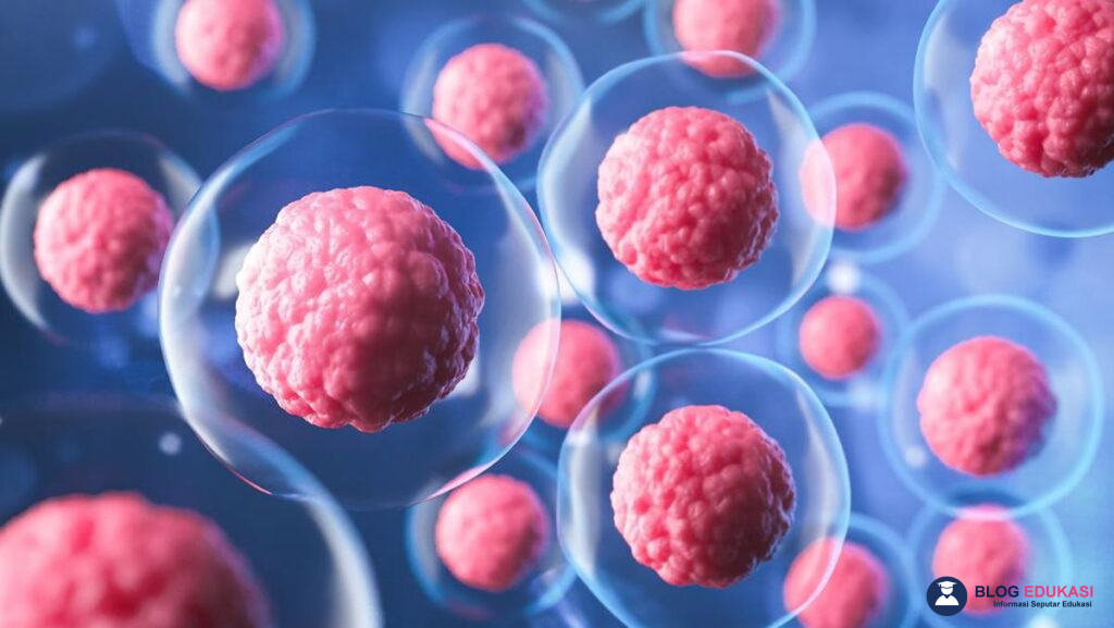 Apa Itu Stem Cell
